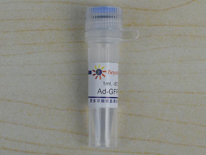 Ad-GFP-p62